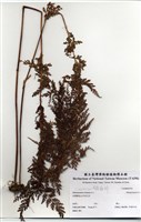 藏品(烏蕨)的圖片